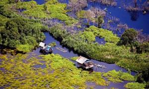 draining peat swamps
